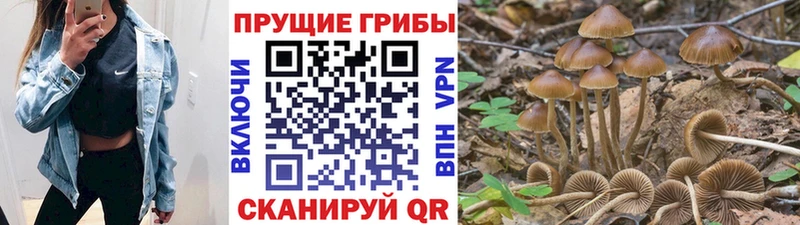 где найти наркотики  Злынка  Галлюциногенные грибы Psilocybine cubensis 